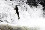 A salmon leaps out of the water to overcome an underwater obstacle on its way up the North Santiam River near Big Cliff Dam, Ore., July 7, 2011.